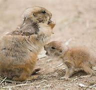 Image result for Newborn Baby Prairie Dog