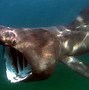 Image result for World's Largest Shark