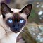 Image result for Pet Cat Types