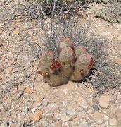 Image result for Large Texas Cactus