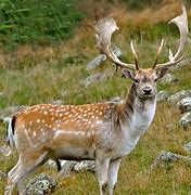 Image result for New Zealand Deer