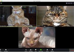 Image result for Cat On Zoom Call