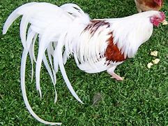 Image result for Yokohama Chicken Breeds