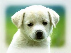 Image result for Happy White Puppy