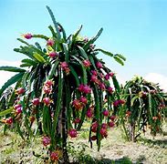 Image result for Growing Dragon Fruit in Containers