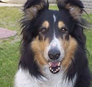 Image result for Collie