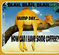 Image result for Wednesday Hump Day Camel Meme