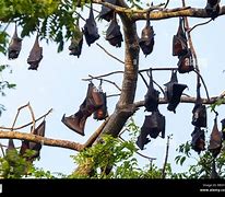 Image result for Fruit Bat in a Tree