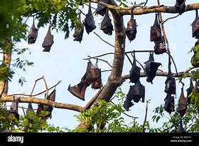 Image result for Palawan Fruit Bat