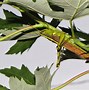 Image result for Bird Grasshopper