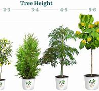 Image result for How Big Is a 30 Gallon Tree
