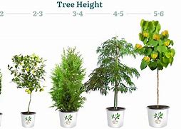 Image result for How Big Is a 15 Gallon Tree