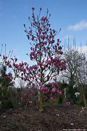 Image result for Magnolia Red as Red