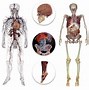 Image result for Virtual Human Anatomy