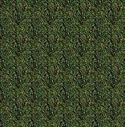 Image result for Light Green Hedge Texture