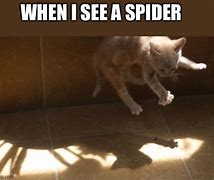 Image result for Spider Cat Meme