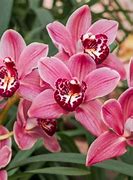 Image result for Beautiful Orchid Flowers