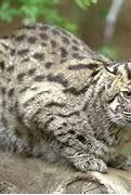 Image result for Fishing Cat Webbed Feet