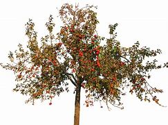 Image result for Full Apple Tree