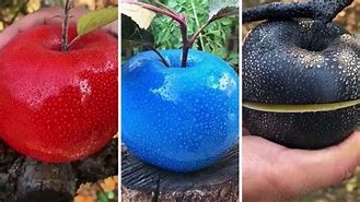 Image result for Pictures of Different Colored Apple's