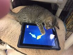 Image result for Cat Holding iPad