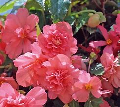 Image result for Begonia Pendula Cascade -scharlaken-