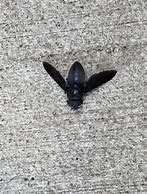 Image result for Large Black Flying Bug