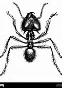 Image result for Biggest Ant Ever