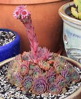 Image result for Blooming Succulents