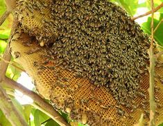 Image result for Honey Bee Hive