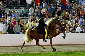 Image result for Tennessee Walking Horse Soring Abuse