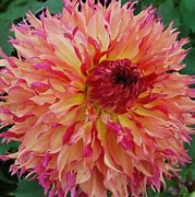 Image result for Dahlia Myrtle‘s Folly