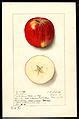 Image result for Jonathan Apple Recipes