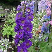 Image result for Delphinium pacific Black Knight