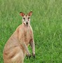 Image result for Cool Rare Animals
