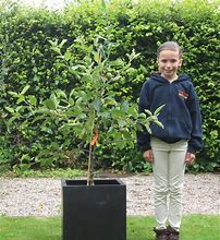 Image result for 2 Year Old Apple Tree
