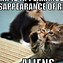 Image result for Funny Cat Memes Instagram
