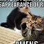 Image result for Cat Internet Meme