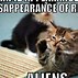 Image result for Staring Funny Cat Meme