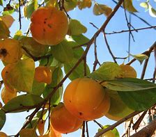 Image result for Fuji Fruit Persimmon