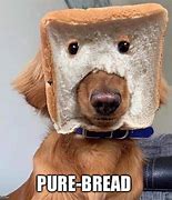 Image result for Dog Bread Meme