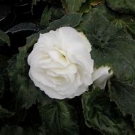 Image result for Begonia dubbel grootbloemig wit