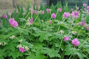 Image result for Geranium macrorrhizum ‘Bevan’s Variety’