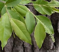 Image result for Black Cherry Tree Leaf Identification