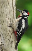 Image result for Sapheopipo Picidae