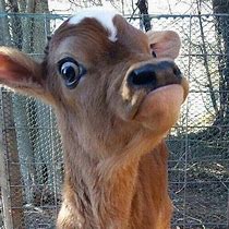 Image result for Cow Face Meme