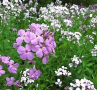 Image result for Purple Plaid Wildflower Case
