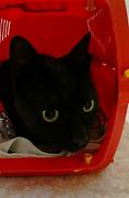 Image result for Cat From Luca