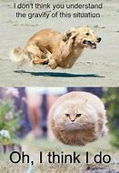Image result for Cute Baby Animals with Funny Quotes