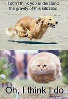 Image result for Awesome Animal Meme